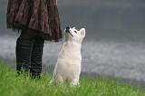 ADULTE ET CHIEN 545